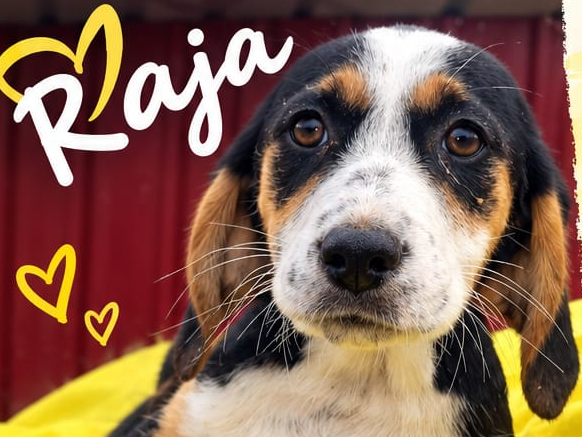 Raja